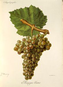 Mauzac Blanc üzümü, J. Troncy by Jules Troncy