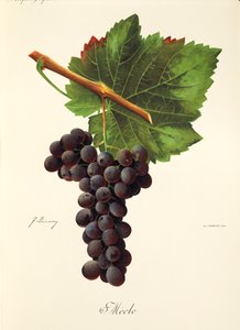 Mecle üzümü, J. Troncy by Jules Troncy