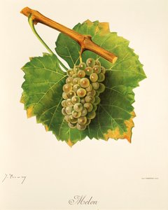 Kavun üzümü, J. Troncy by Jules Troncy