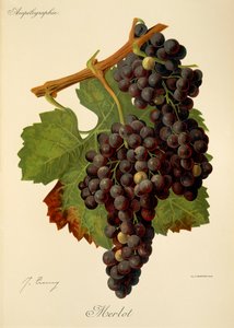 Merlot üzümü, J. Troncy
