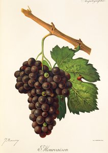 Mourvaison üzümü, J. Troncy by Jules Troncy