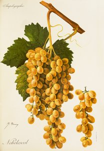 Nebelescol üzümü, J. Troncy by Jules Troncy
