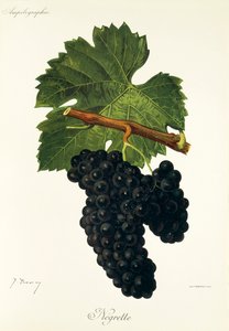 Negrette üzümü, J. Troncy by Jules Troncy