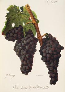 Noir Hatif de Marsilya üzümü, J. Troncy by Jules Troncy