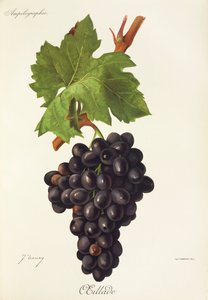 Oeillade üzümü, J. Troncy by Jules Troncy