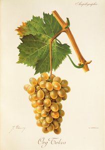 Org Tokos üzümü, J. Troncy by Jules Troncy