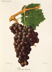 Pecoui-touar üzümü, J. Troncy by Jules Troncy