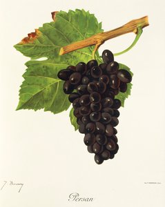 Persan üzümü, J. Troncy by Jules Troncy