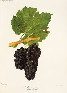 Petit Noir üzümü, J. Troncy by Jules Troncy