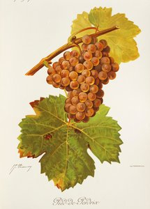 J. Troncy tarafından Pied-de-Perdrix üzümü by Jules Troncy
