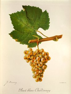 Pinot Blanc Chardonnay üzümü, J. Troncy