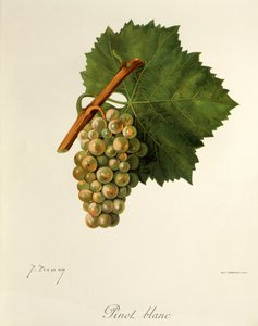 Pinot Blanc üzümü, J. Troncy
