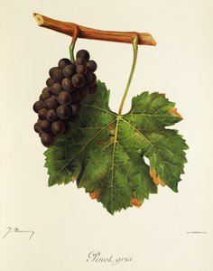 Pinot Gris üzümü, J. Troncy