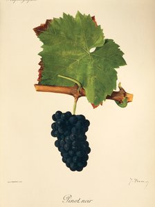 Pinot Noir üzümü, J. Troncy