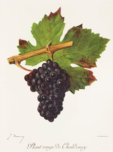 Bitki Rouge de Chaudenay üzümü J. Troncy tarafından by Jules Troncy