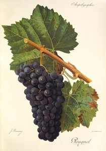 Pougnel üzümü, J. Troncy by Jules Troncy