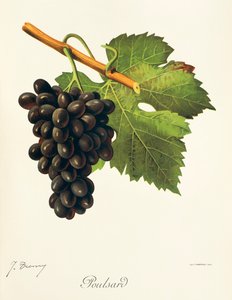 Poulsard üzümü, J. Troncy by Jules Troncy