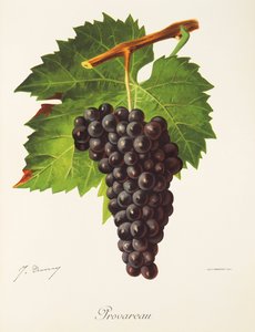 Provareau üzümü, J. Troncy by Jules Troncy