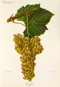 Raffiat üzümü, J. Troncy by Jules Troncy