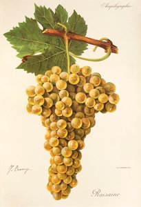 Üzüm üzümü J. Troncy by Jules Troncy