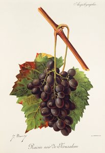 J. Troncy tarafından Kudüs üzümünün siyah üzümü by Jules Troncy
