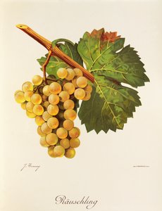 Rauschling üzümü, J. Troncy by Jules Troncy