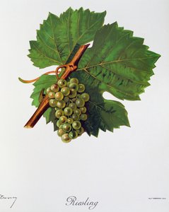 Riesling üzümleri Ampelographie