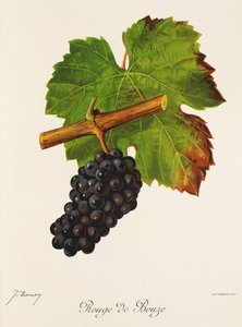 Rouge de Bouze üzümü, J. Troncy by Jules Troncy