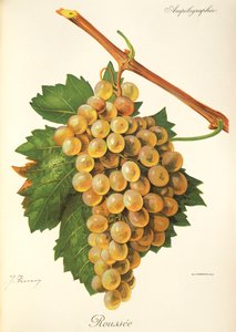 Roussee üzümü, J. Troncy by Jules Troncy
