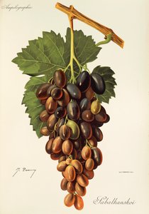 J. Troncy tarafından Sabalkanskoi üzümü by Jules Troncy