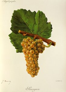 Sauvignon üzümü, J. Troncy by Jules Troncy