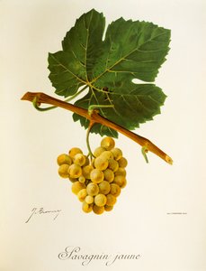 J. Troncy tarafından Savagnin Jaune üzümü by Jules Troncy
