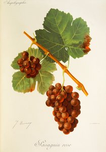 Savagnin Gül üzümü, J. Troncy by Jules Troncy