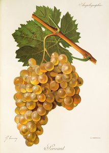 Hizmetçi üzümü, J. Troncy by Jules Troncy
