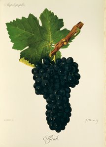 Syrah üzümü, J. Troncy
