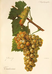 Tantovina üzümü, J. Troncy by Jules Troncy