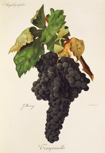 Tempranillo üzümü, J. Troncy