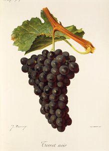 Noir üzümü korkutuyor J. Troncy by Jules Troncy