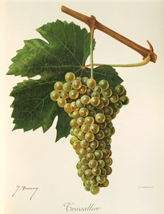 Tressallier üzümü, J. Troncy by Jules Troncy
