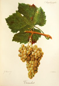 Trouchet üzümü, J. Troncy by Jules Troncy