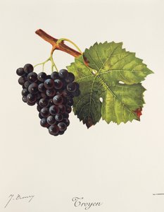 Troyen üzümü, J. Troncy by Jules Troncy