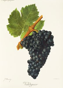Valdiguier üzümü, J. Troncy by Jules Troncy