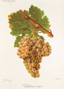 Valteliner Rouge üzümü, J. Troncy by Jules Troncy