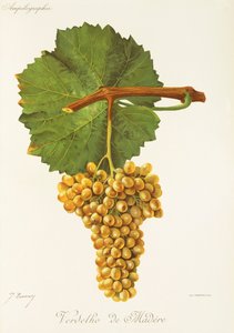 Odun üzümünün yeşilliği, J. Troncy by Jules Troncy