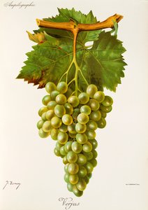 Verjus üzümü, J. Troncy by Jules Troncy