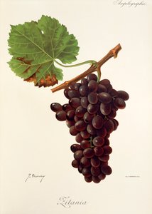 Zitania üzümü, J. Troncy by Jules Troncy