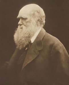 Charles Darwin, c. 1868, 1875 basılmıştır. by Julia Margaret Cameron