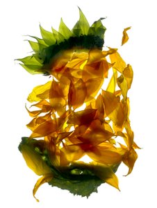 Chiquita Ayçiçeği (dijital fotogram, dijital orijinal baskı)