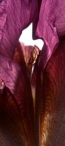 Iris Shrine Purple, 2011, (dijital fotogram, dijital orijinal baskı)