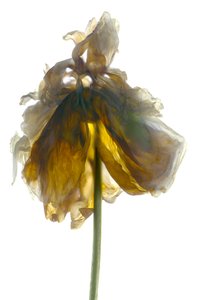 Peony Stand Beyaz (dijital fotogram, dijital orijinal baskı)